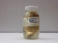 藏品(日本真鱸)的圖片